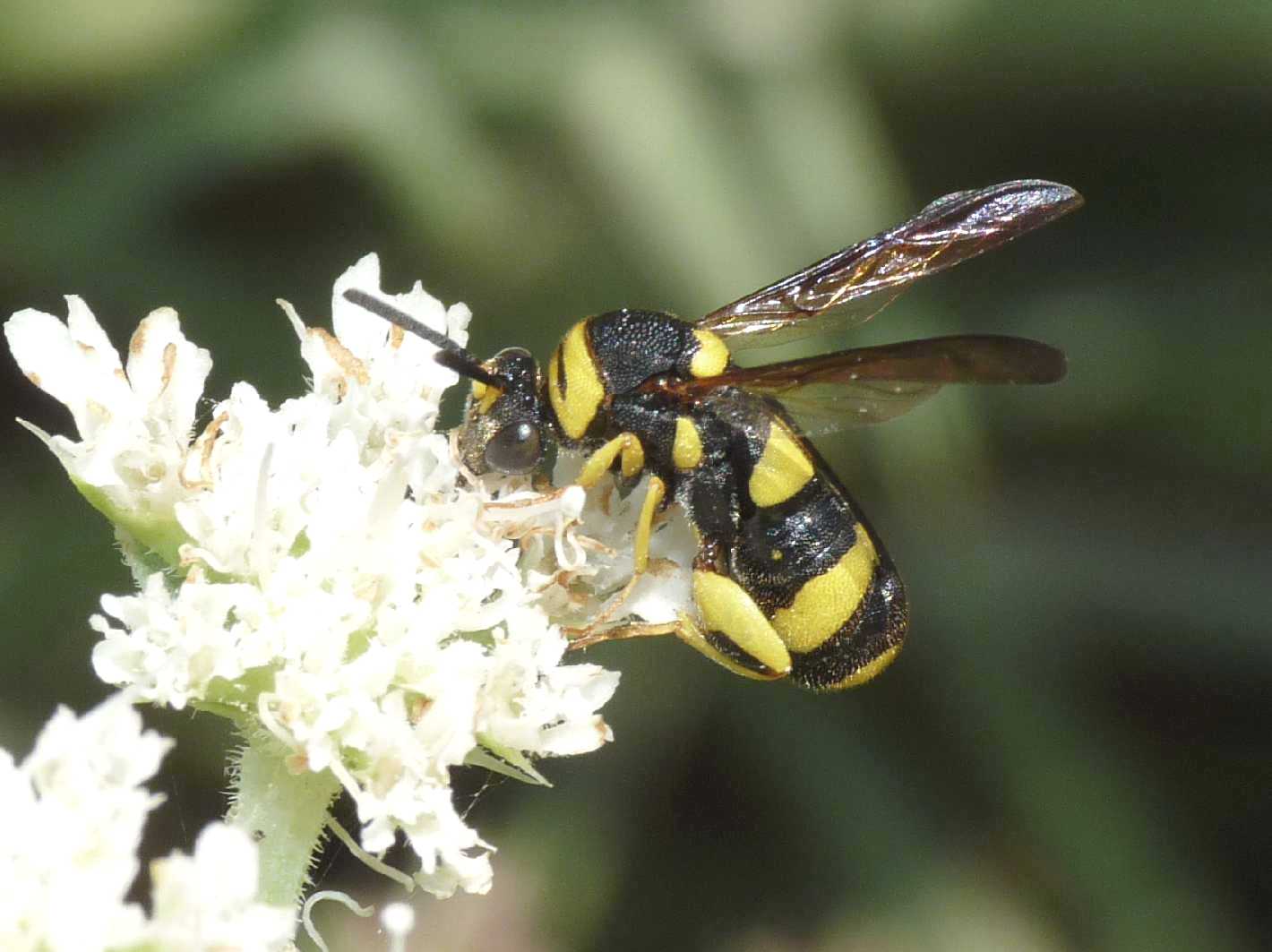 Piccolo Leucospis